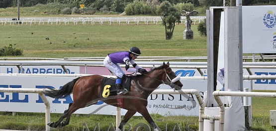 Domingo 16 de noviembre de 2025 - Hipódromo Nacional de Maroñas